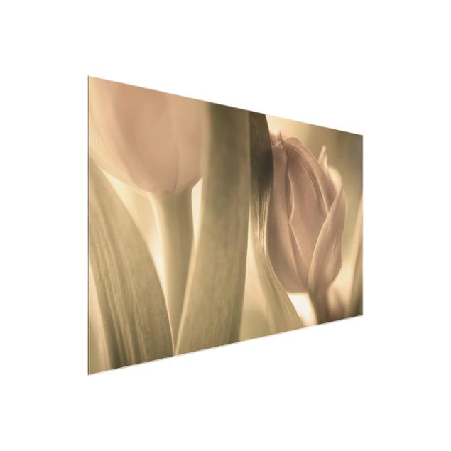 Obrazy nowoczesne Czułe tulipany