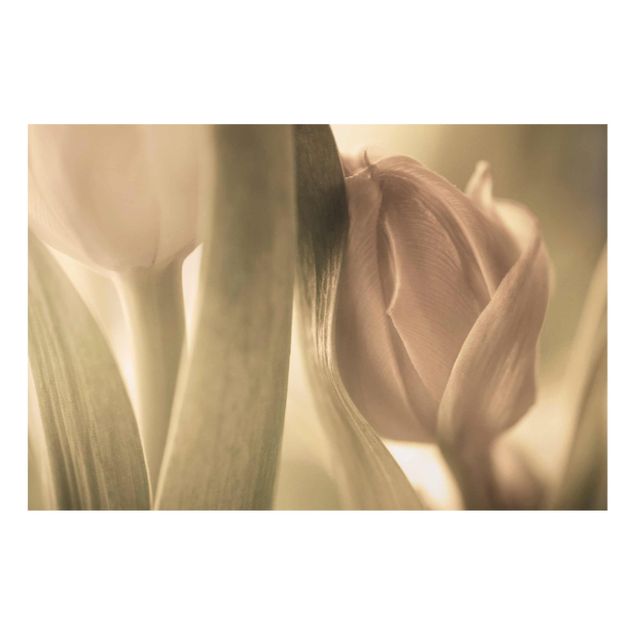 Obrazy kwiatowe Czułe tulipany