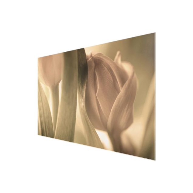 Obrazy na ścianę Czułe tulipany
