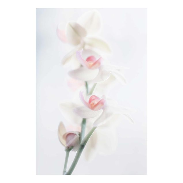 Nowoczesne obrazy do salonu Fragile Orchid