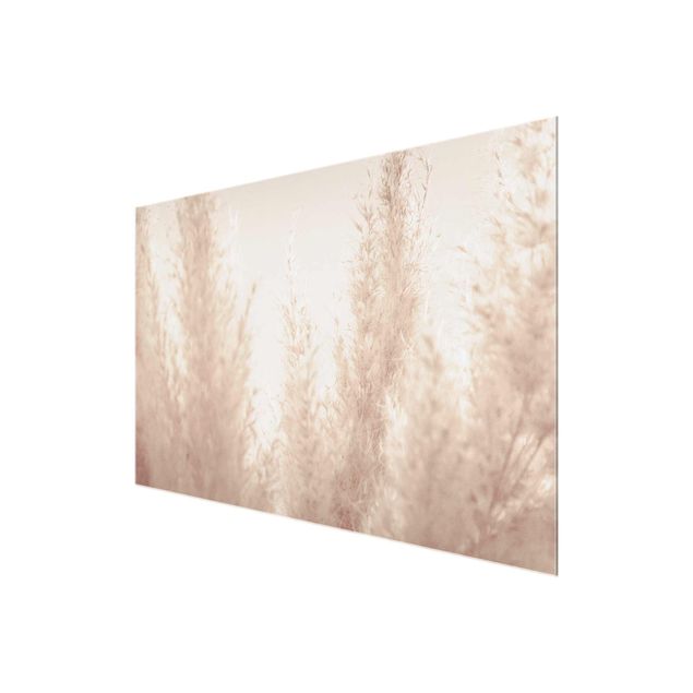 Obrazy na ścianę Złota trawa pampasowa z bliska