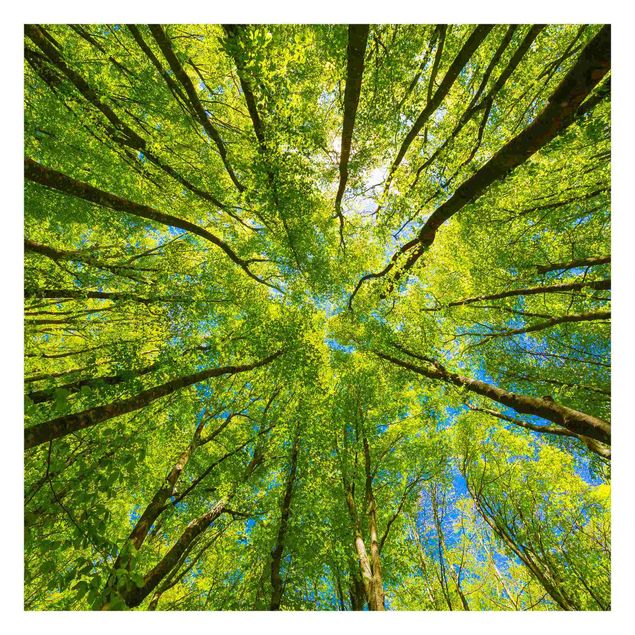 Fototapeta - Green Treetops In The Sky