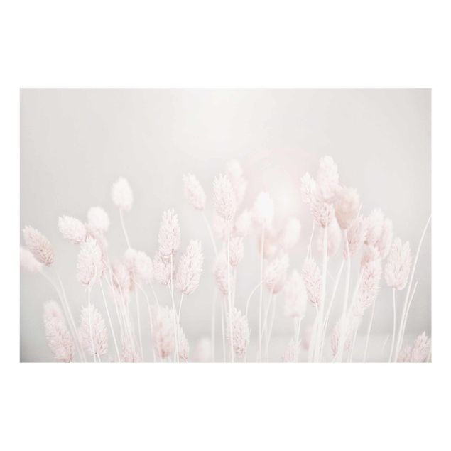 Obrazy motywy kwiatowe Lekka trawa w świetle słońca