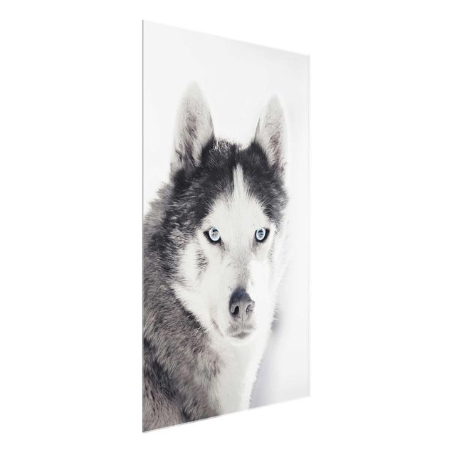 Obrazy na szkle zwierzęta Husky Portret