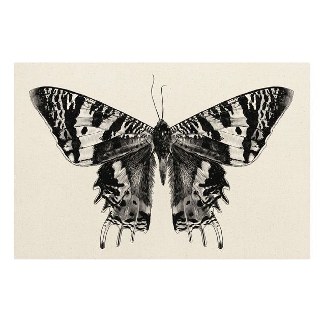 Obraz czarny Ilustracja latającego motyla madagaskarskiego