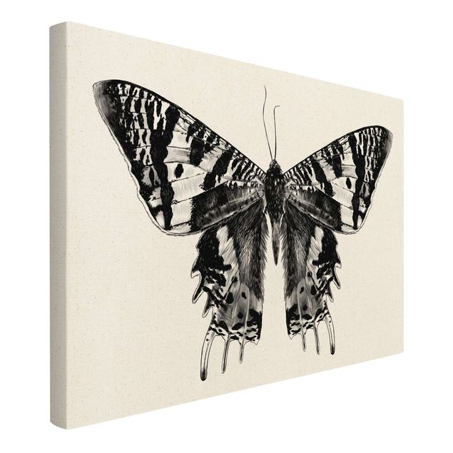 Obrazy na płótnie zwierzęta Ilustracja latającego motyla madagaskarskiego