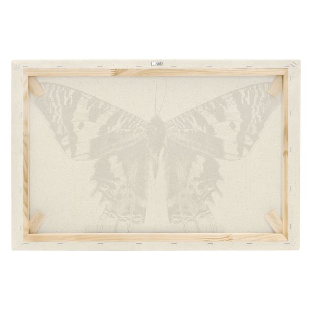 Obraz na płótnie Ilustracja latającego motyla madagaskarskiego