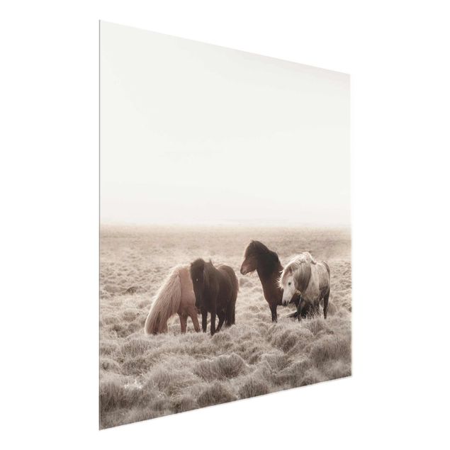 Obrazy na szkle zwierzęta Islandzkie dzikie konie