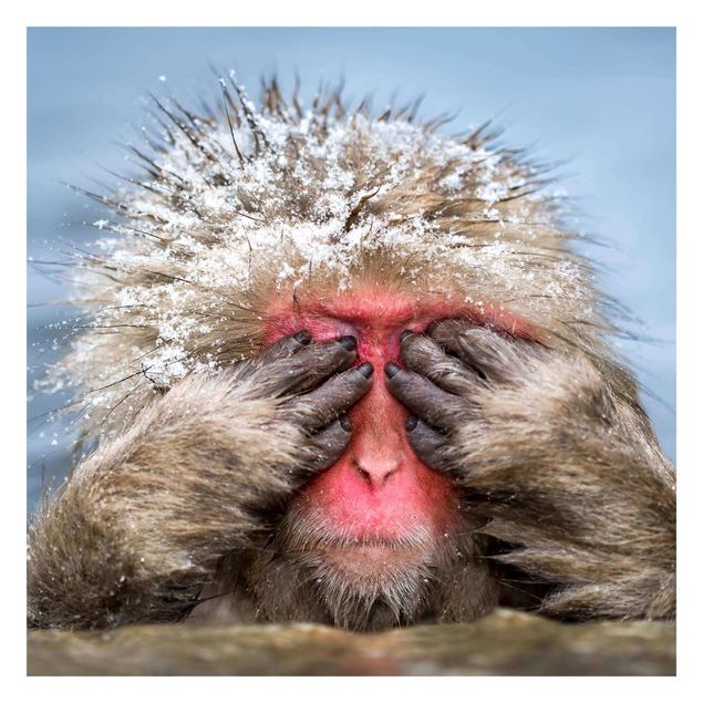 Fototapeta - Japońska małpa śnieżna