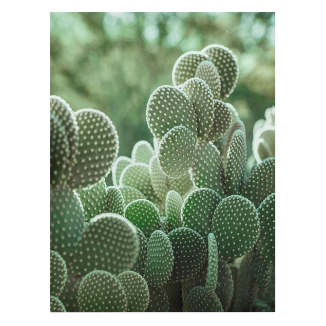 Obrazy motywy kwiatowe Kaktusy