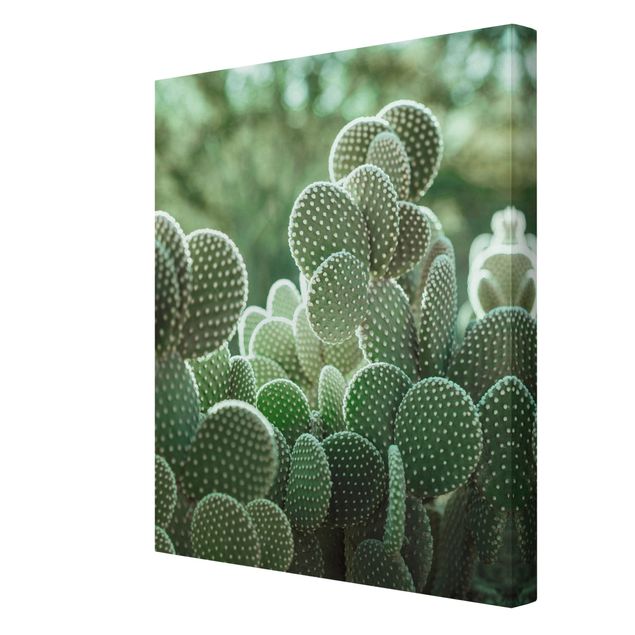 Obrazy Kaktusy