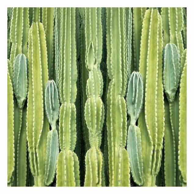 Tapeta - Ściana kaktusów
