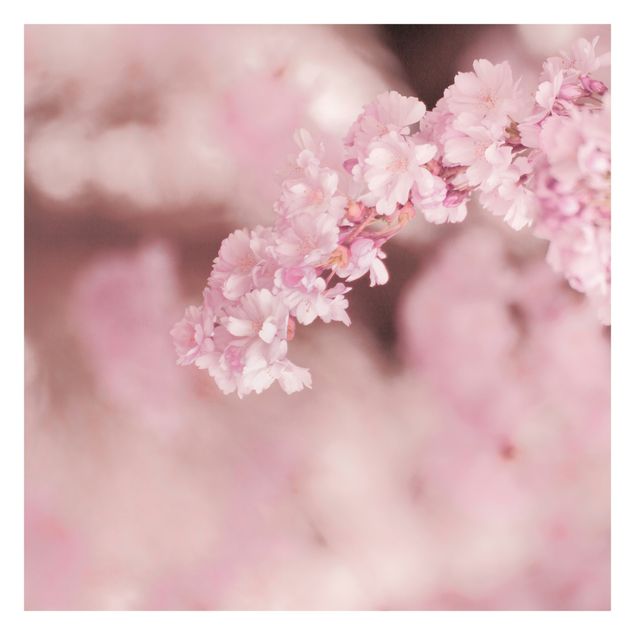Fototapeta - Kwiat wiśni w fioletowym świetle