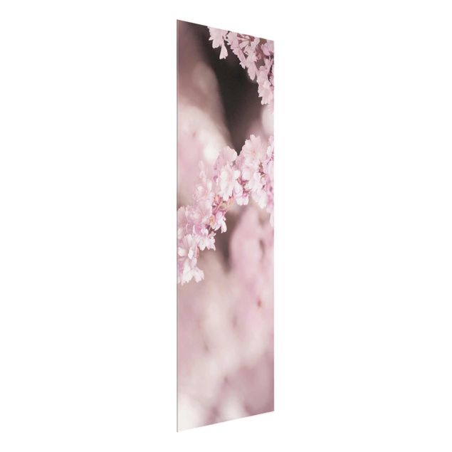Obrazy nowoczesne Kwiat wiśni w fioletowym świetle