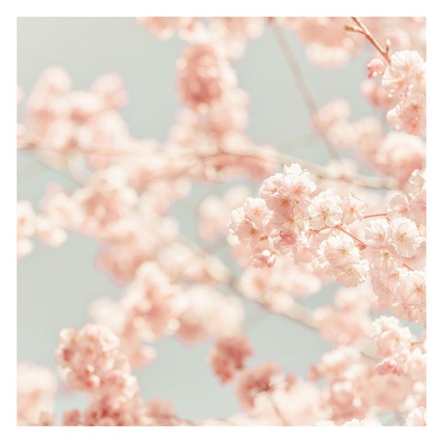 Fototapeta - Blask kwiatu wiśni