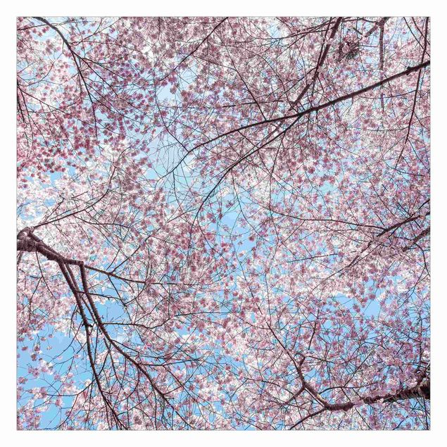 Fototapeta - Cherry Branches And Blue Skies