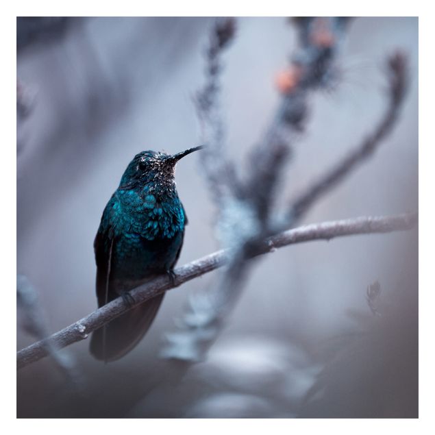 Fototapeta - Koliber w zimie