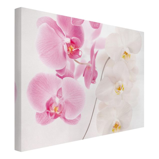 Obrazy na płótnie orchidea Delikatne orchidee