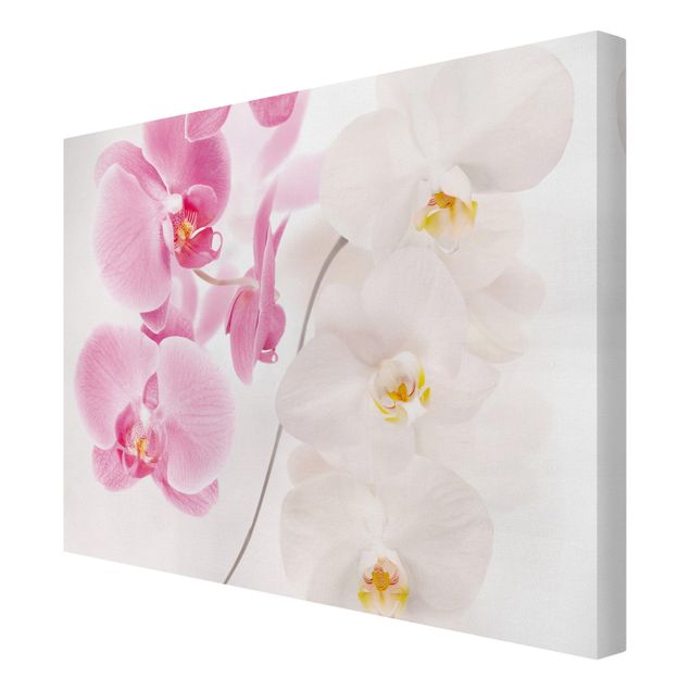 Nowoczesne obrazy Delikatne orchidee