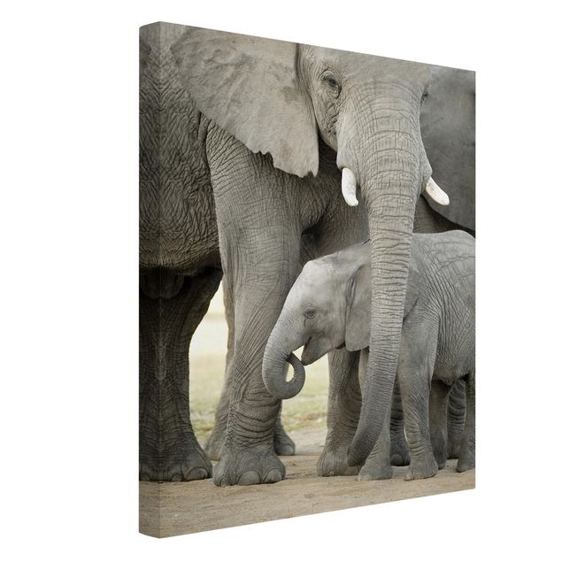 Obrazy ze zwierzętami Miłość słonia