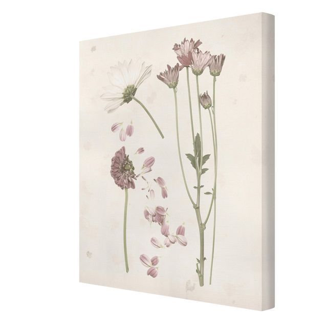 Obrazy motywy kwiatowe Herbarium w kolorze różowym II