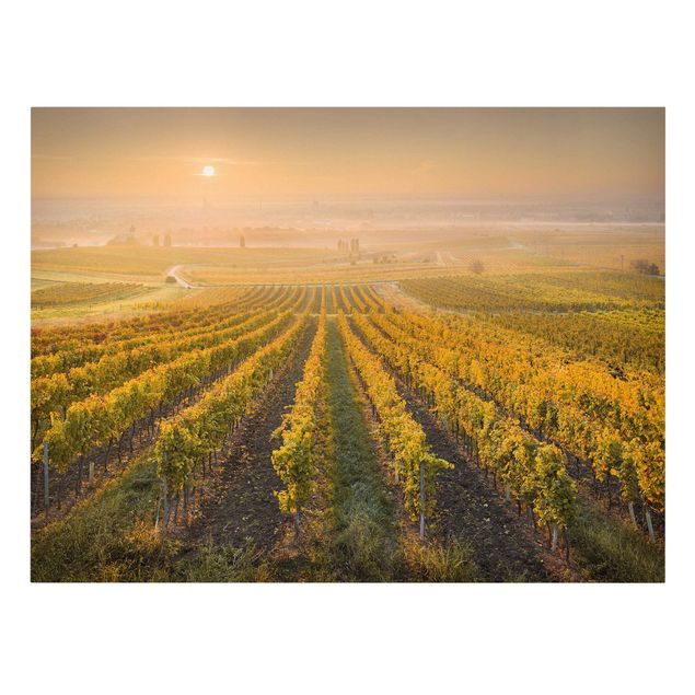 Obrazy krajobraz Jesienne winnice pod Wiedniem