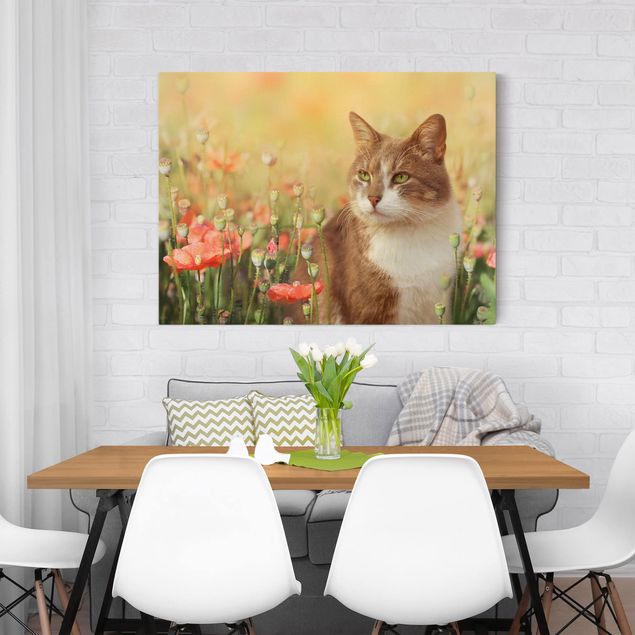 Obrazy na płótnie kot Kot w makowym polu