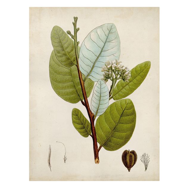 Obrazy retro Tablica poglądowa drzew liściastych I