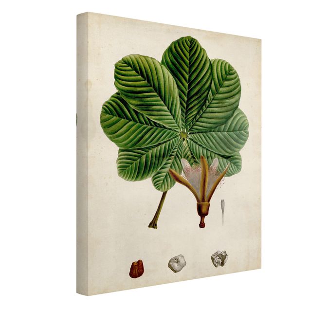 Obraz vintage Tablica poglądowa drzew liściastych II