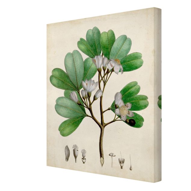 Zielony obraz Tablica poglądowa drzew liściastych III