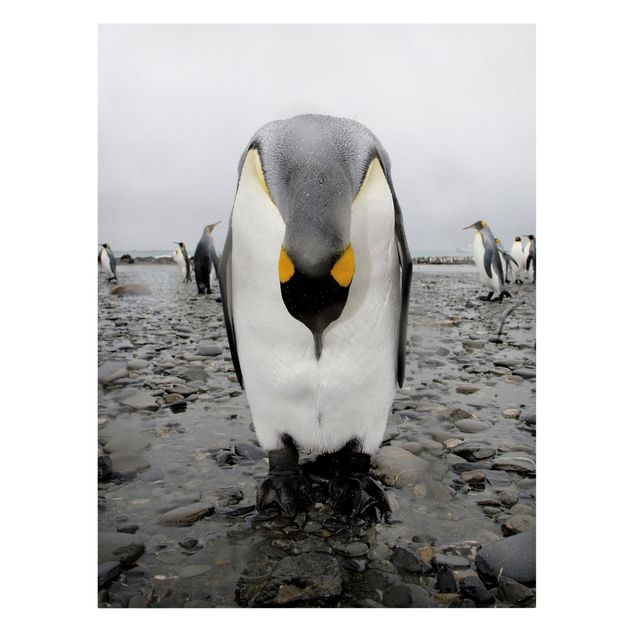 Obrazy na płótnie zwierzęta Penguin