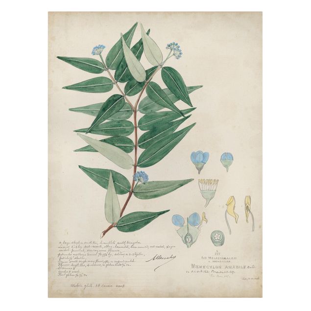 Zielony obraz Rośliny czarnoksięskie - Ambile
