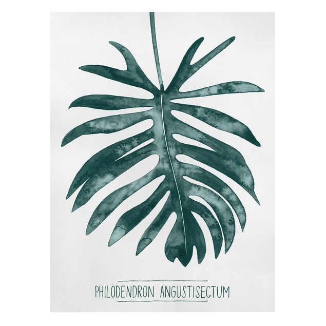 Obrazy kwiatowe Smaragd zielony Philodendron Angustisectum