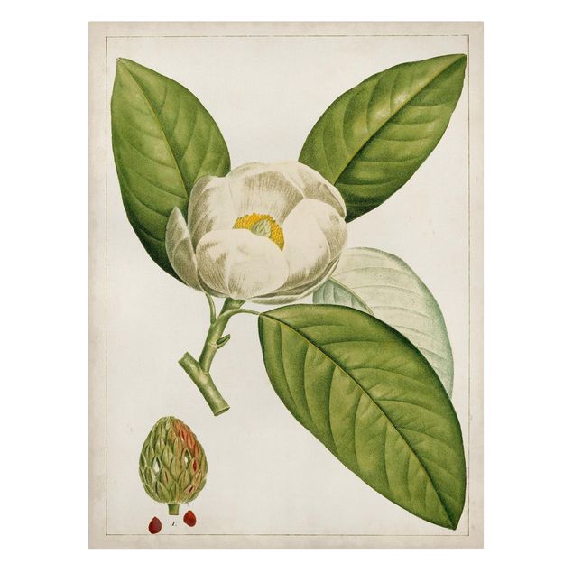 Obrazy motywy kwiatowe Tableau Liść Kwiat Owoc II