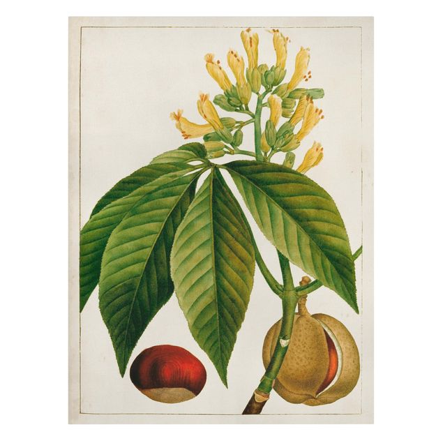 Obrazy z motywem kwiatowym Tableau Liść Kwiat Owoc VI