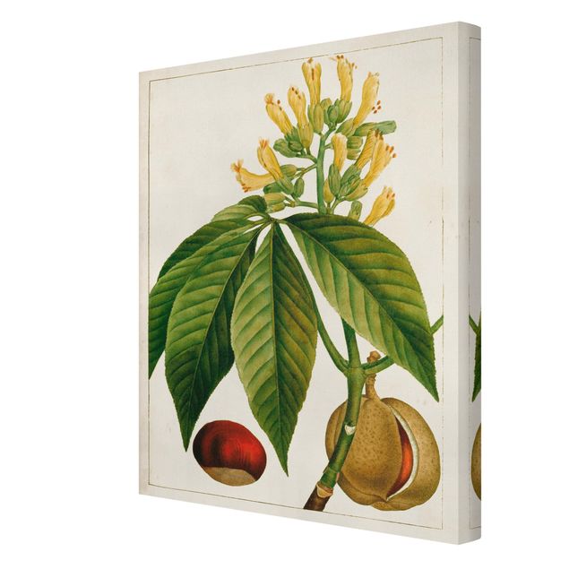 Obrazy na ścianę Tableau Liść Kwiat Owoc VI