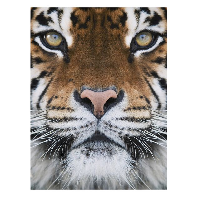 Obrazy tygrys Oczy tygrysa