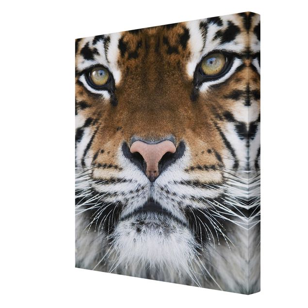 Obrazy na płótnie kot Oczy tygrysa