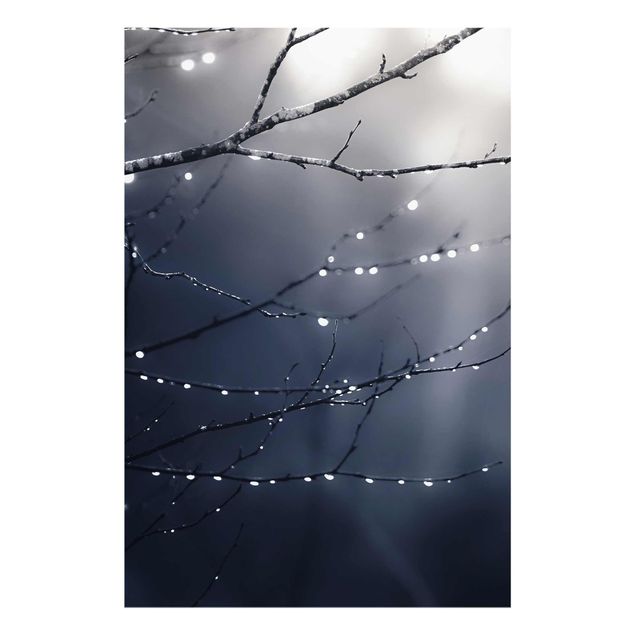 Obrazy nowoczesny Krople światła na gałęzi brzozy