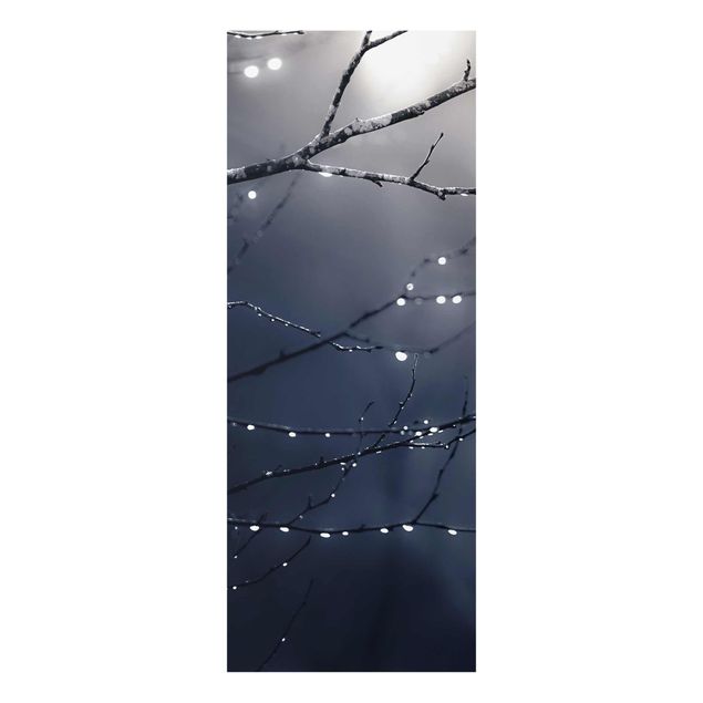 Obrazy nowoczesny Krople światła na gałęzi brzozy