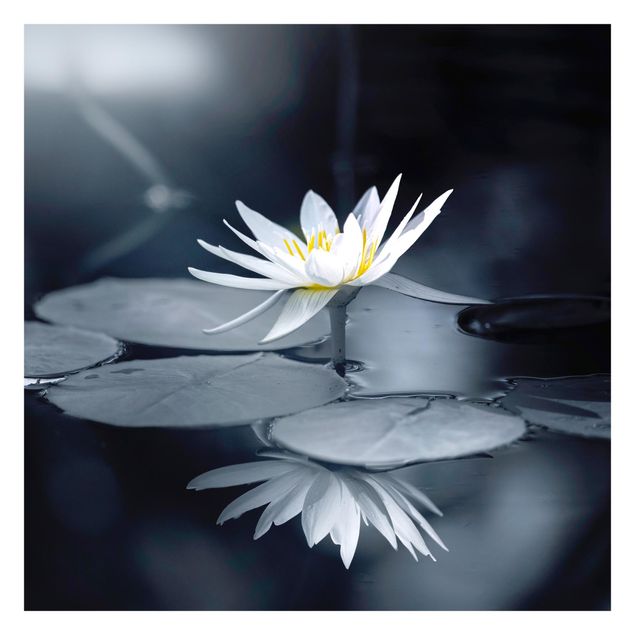 Fototapety Odbicie lotosu w wodzie