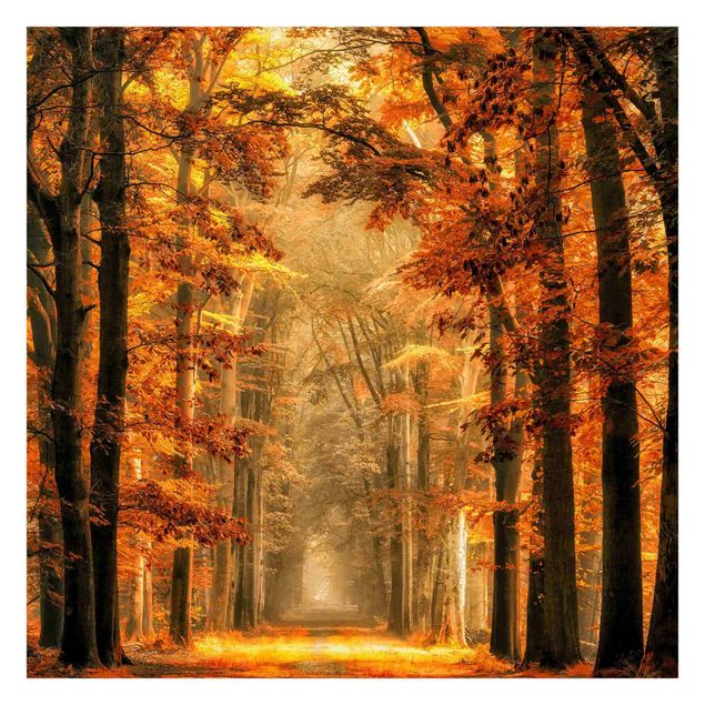 Fototapeta - Bajkowy las jesienią