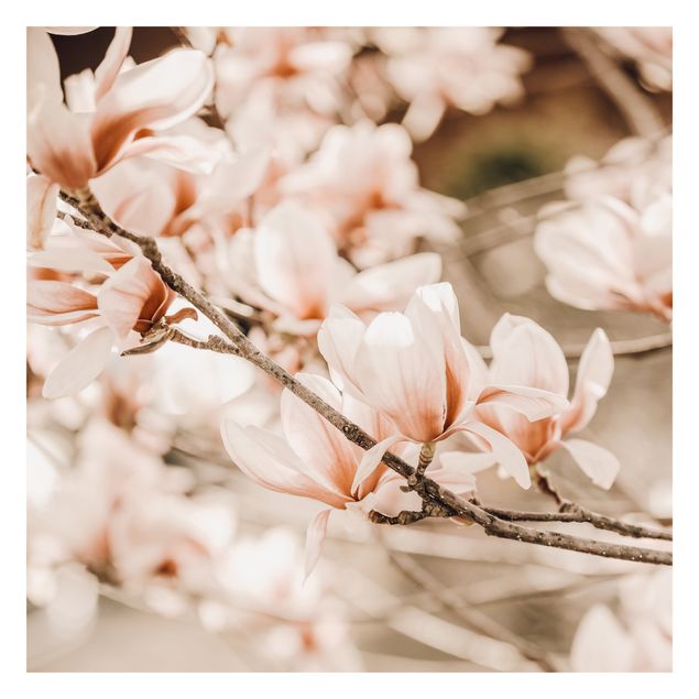 Fototapeta - Gałązki magnolii w stylu vintage