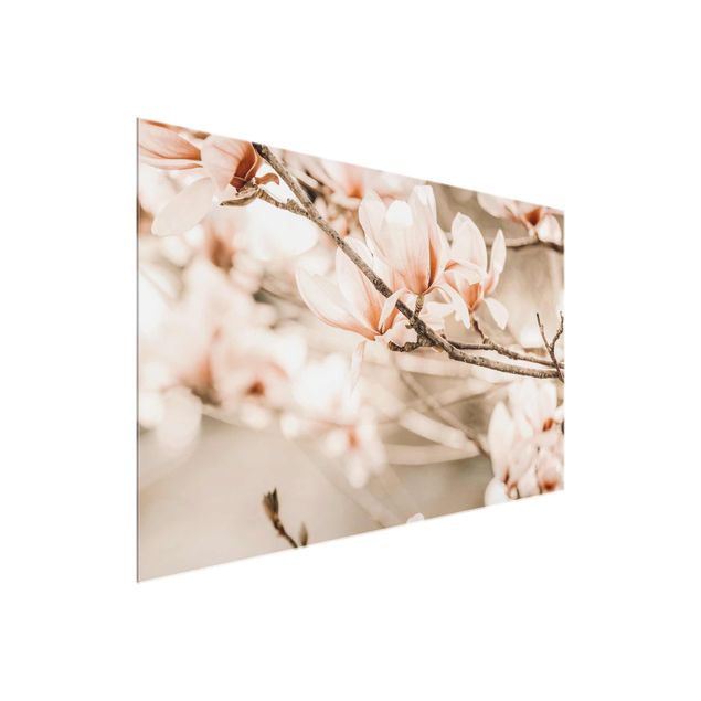 Obrazy do salonu Gałązki magnolii w stylu vintage