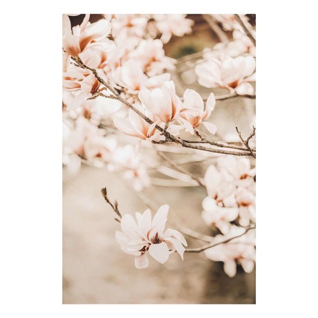 Obrazy nowoczesne Gałązki magnolii w stylu vintage