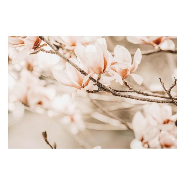 Obrazy nowoczesne Gałązki magnolii w stylu vintage