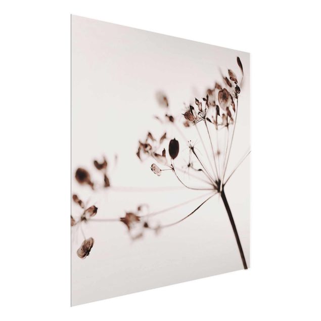 Obrazy nowoczesny Makro ujęcie suszonego kwiatu w cieniu