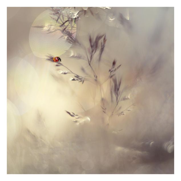 Fototapeta - Ladybird On Meadow Grass