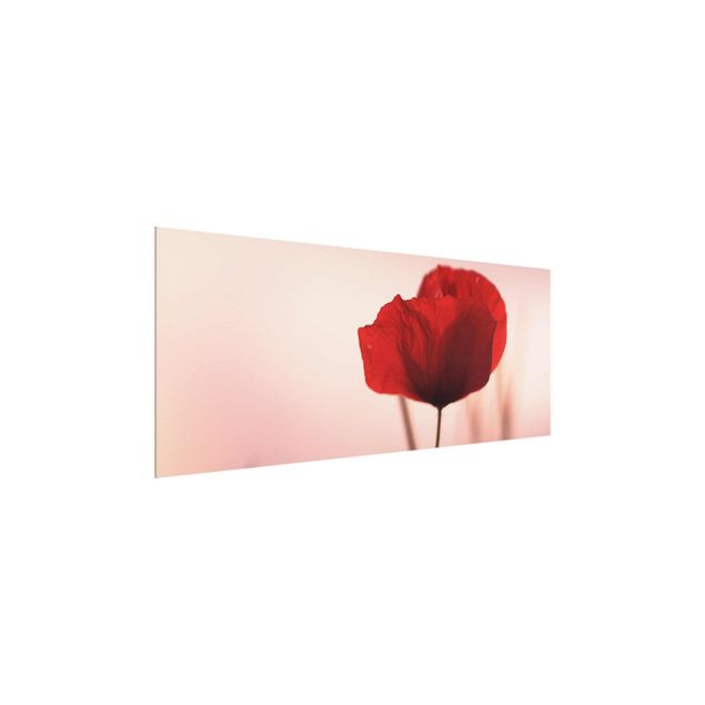 Obrazy na szkle panorama Kwiat maku o zmierzchu