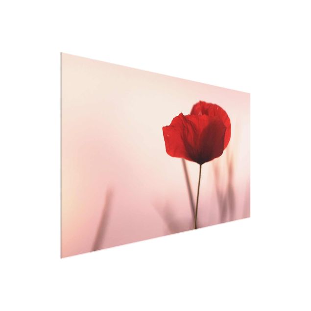 Obrazy na szkle poziomy Kwiat maku o zmierzchu